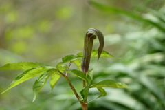 里山で