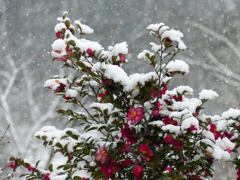 雪景色