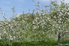 リンゴの花