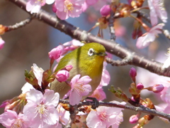 春5(河津桜とメジロ5)