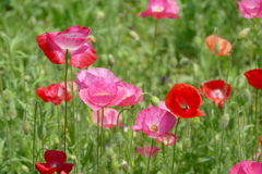 花畑で