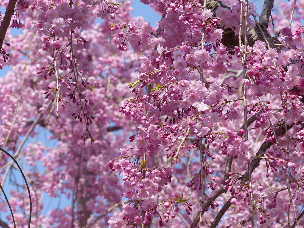 枝垂桜
