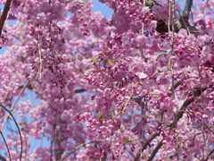 枝垂桜