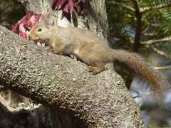 冬の里山で8(リス6)  