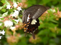 夏の花
