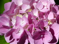 夏の花6(紫陽花)