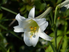 夏の花