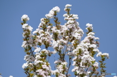 天の川(桜）