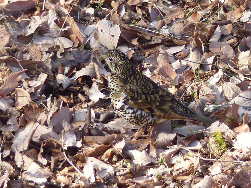 冬の里山で17(トラツグミ)