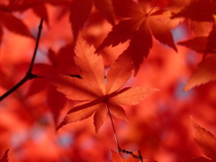 紅葉
