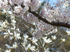 春の花(コブシ・桜)