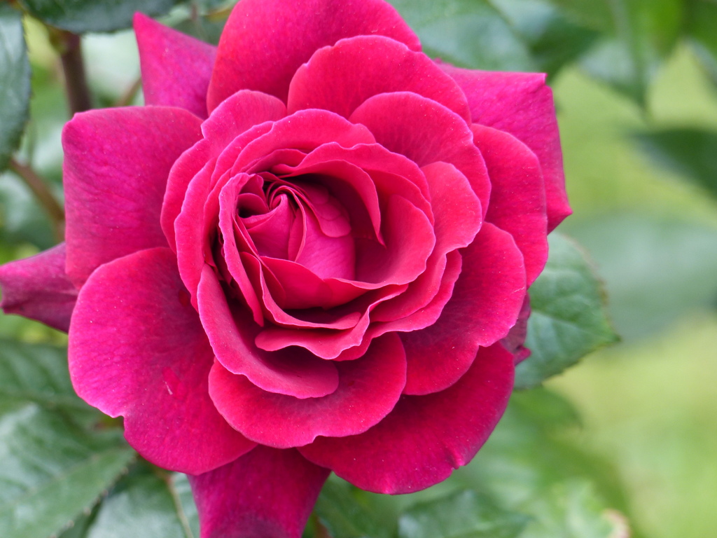 春の花(バラ2)