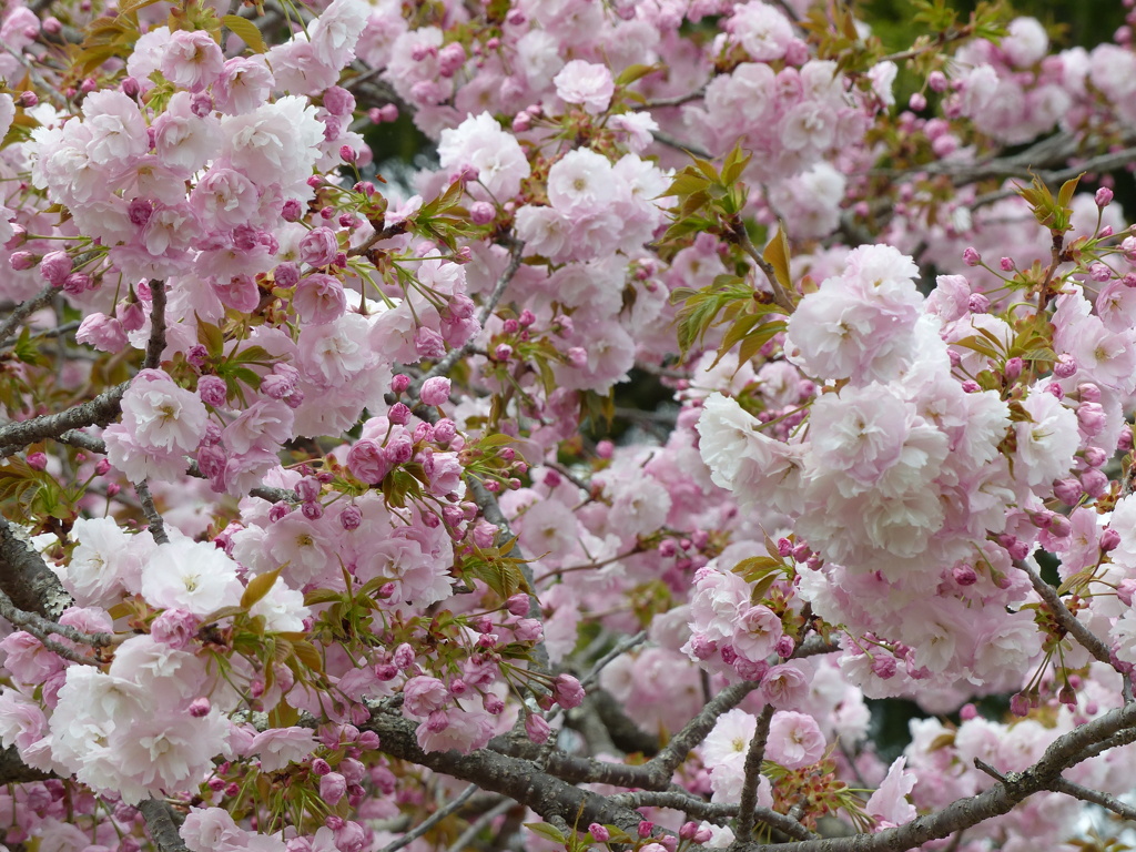 春の花7(桜7)