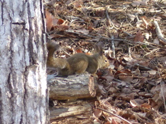 冬の里山で6(リス3)