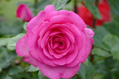 雨上がりのバラ園で