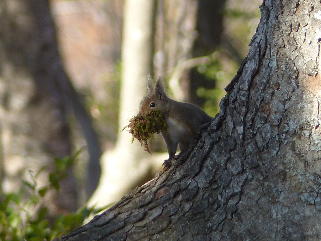 冬の里山で6(リス4) 