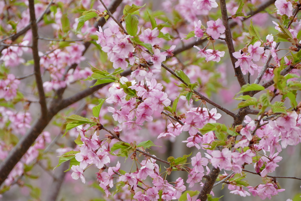 今日のべっぴんさん。