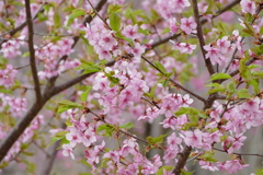 今日のべっぴんさん。