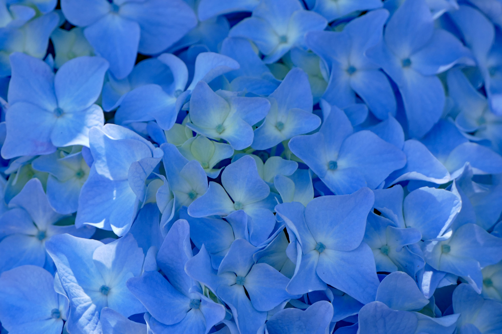 紫陽花