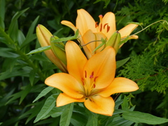 初夏の花