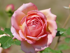 春の花11(バラ1)