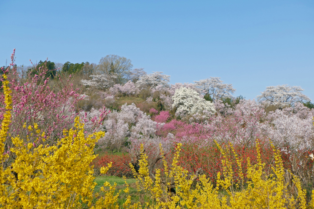 花見山 