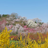花見山 