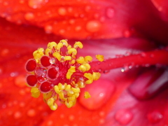 花芯