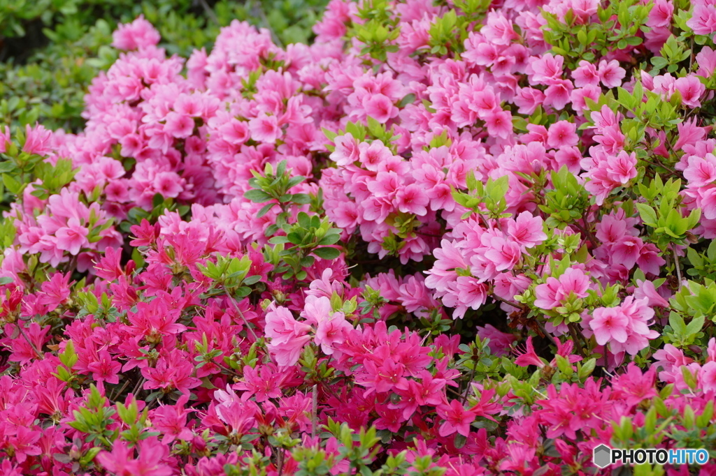 花(散歩の途中に)
