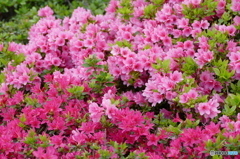 花(散歩の途中に)