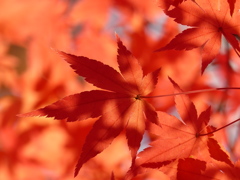 紅葉