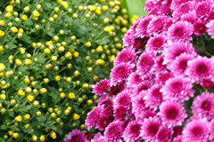 菊 