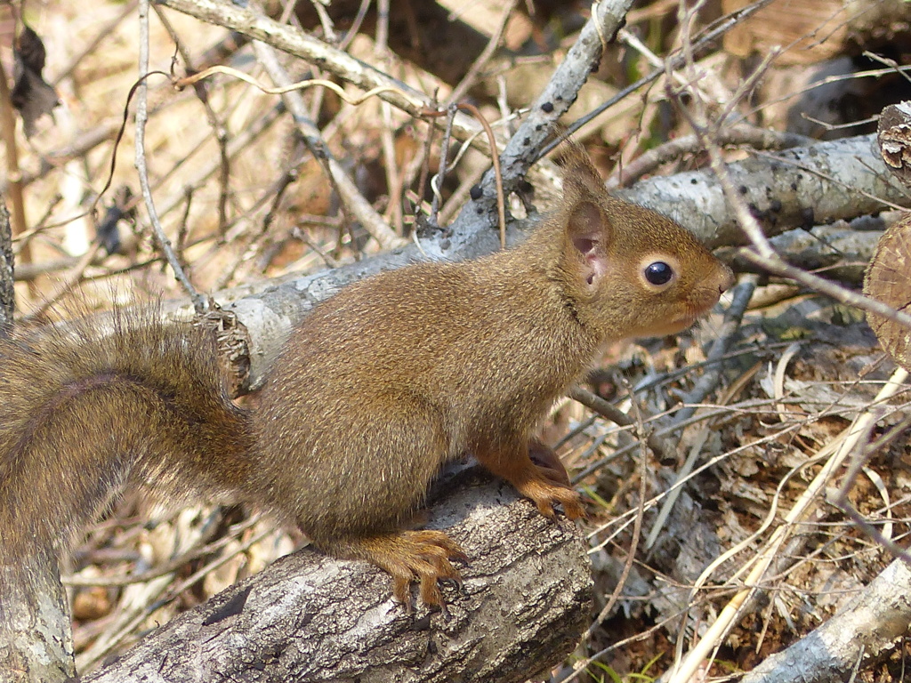 里山のリス3