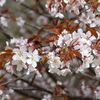 春の里山で2(山桜4)