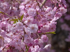 枝垂桜