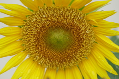 雨上がりのひまわり