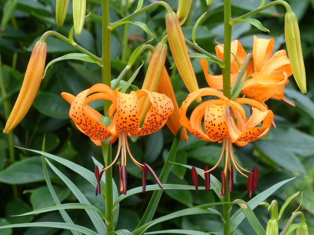 夏の花