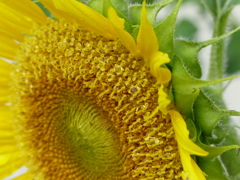 雨上がりのひまわり