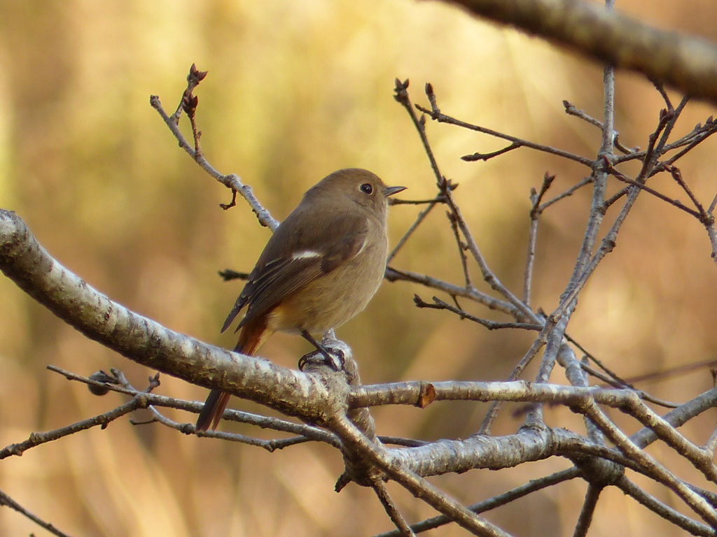 美人さん(ジョウビタキ）