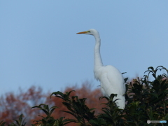 ダイサギ