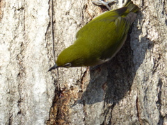 樹液を吸いに