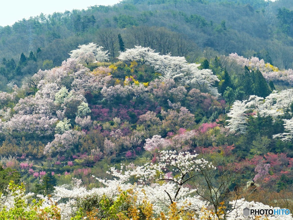 花見山