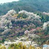 花見山