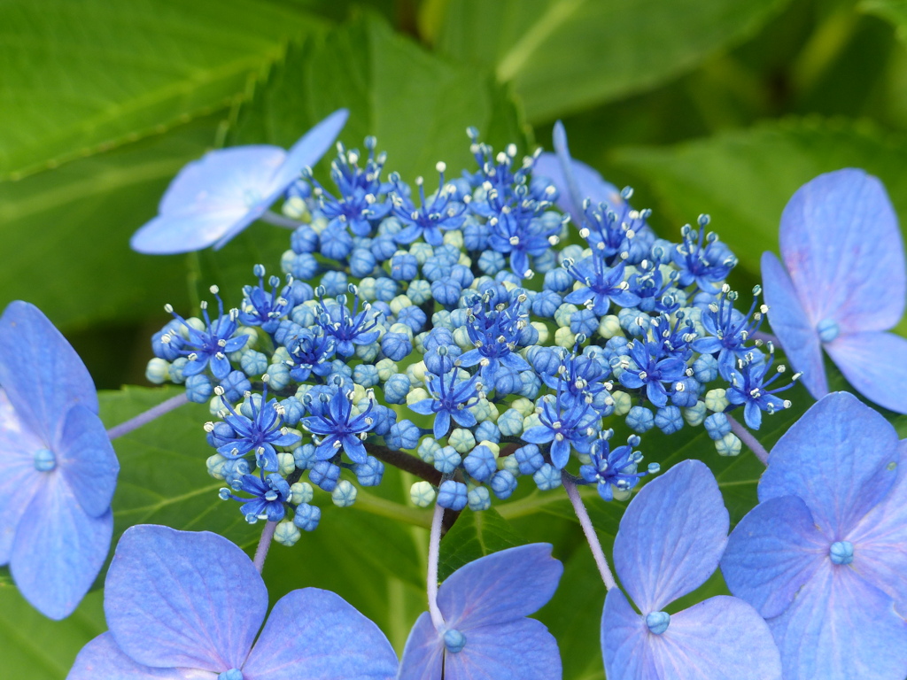 夏の花1(紫陽花1)