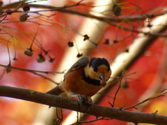 秋の里山で（ご飯ですよ。)