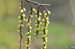 花かんざし（キブシの花）