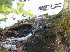 冬の里山で(コゲラ)    
