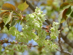 桜