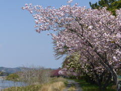 桜