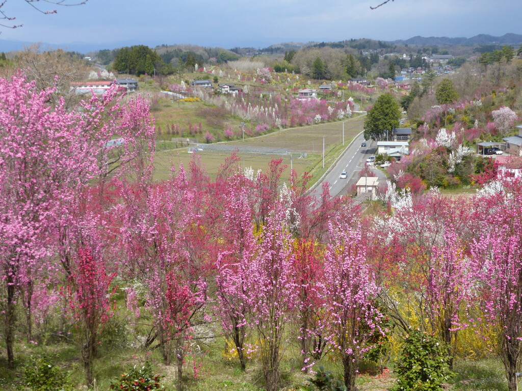 花もも